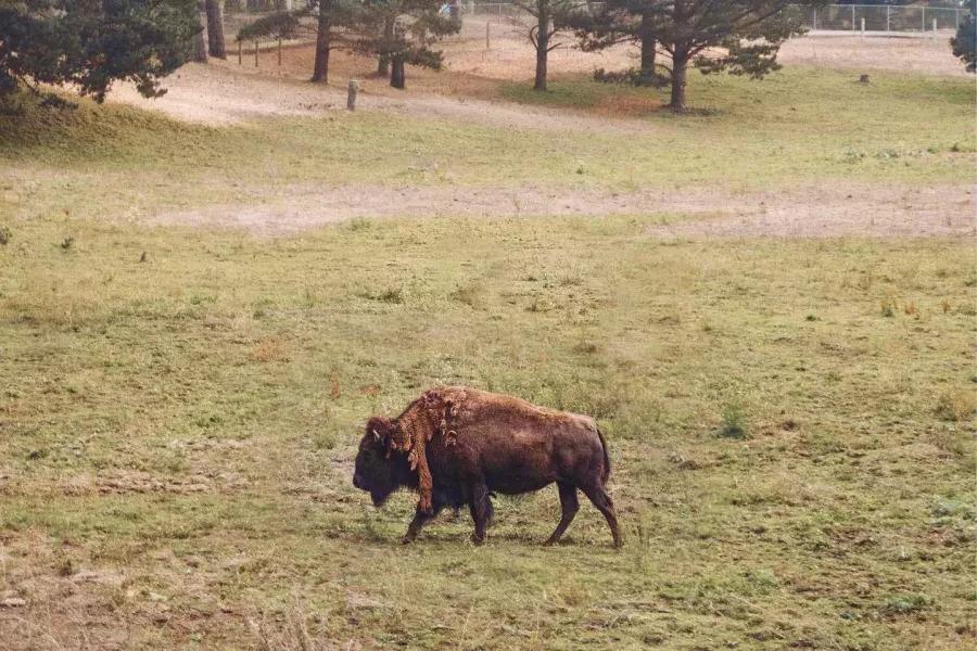 Un singolo bufalo vaga nel paddock dei bisonti del 金门公园. 加州贝博体彩app.